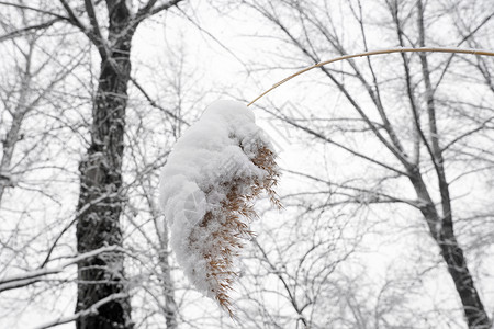 芦花荡被雪覆盖的树木背景