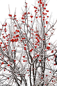 冬季果树雪中的柿子树背景