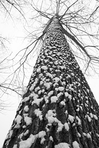 正下方视角被雪覆盖的树木背景