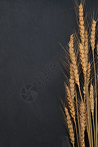 玻璃罐中的谷物黑色黑色背景上的麦穗背景