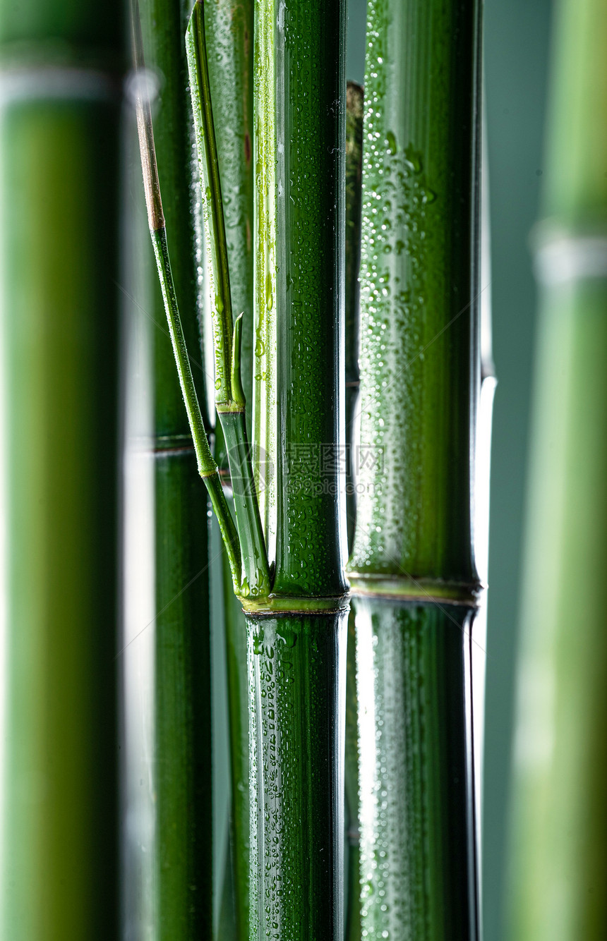 亚洲枝生长竹子图片