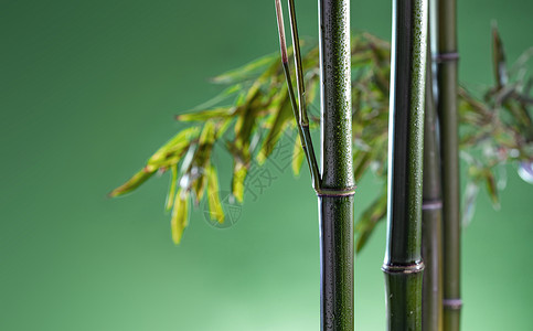 植物摄影亚洲竹子图片