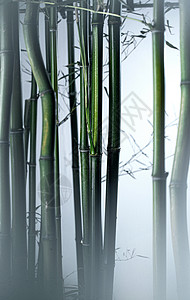 风光摄影植物雾色中的竹林图片