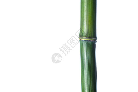 植物学东亚竹子图片