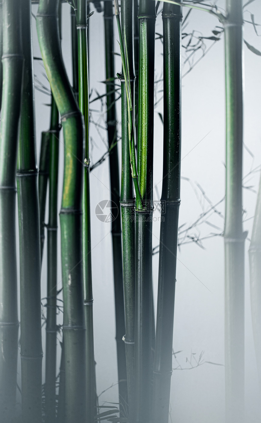 清新植物学垂直构图雾色中的竹林图片