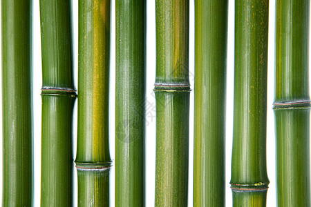 自然植物传统文化竹子背景图片