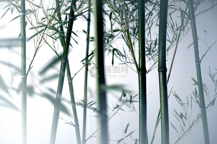 树干自然美阴影雾色中的竹林图片
