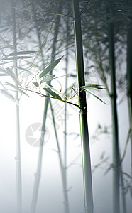 无人枝植物雾色中的竹林图片