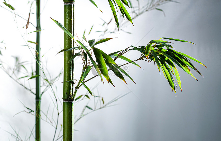 植物学竹子宁静雾色中的竹林图片