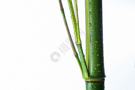 白色雨水传统文化风光美景竹子背景
