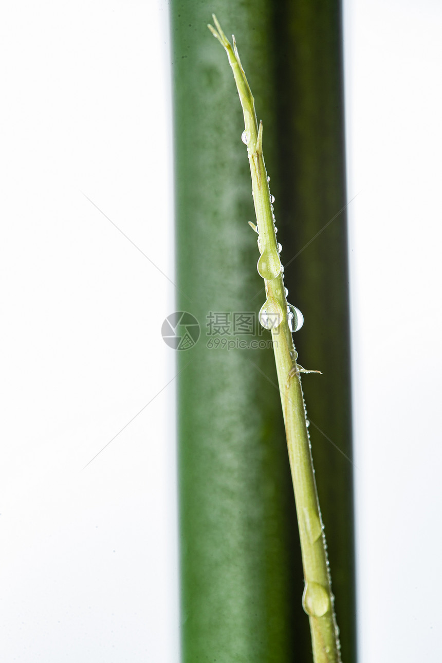 自然选择对焦垂直构图竹子图片