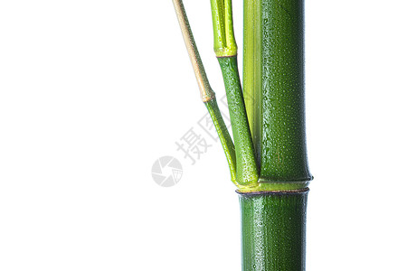 绿色影棚拍摄水珠竹子图片
