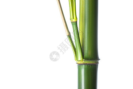 东亚绿色枝竹子图片