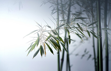 传统文化图片视觉效果美景雾色中的竹林高清图片