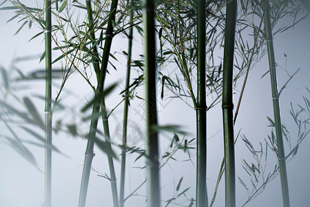 阴影传统文化无人雾色中的竹林图片