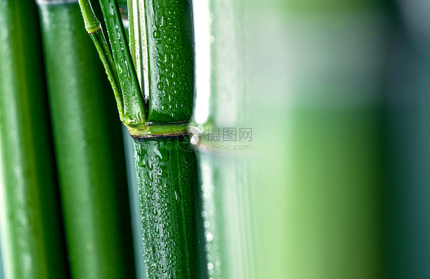 林区传统文化绿色竹子图片