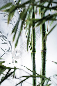 特效绿色素材图像特效水珠传统文化雾色中的竹林背景