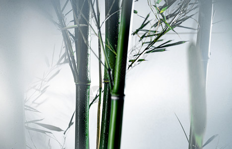 摄影美景白昼雾色中的竹林高清图片