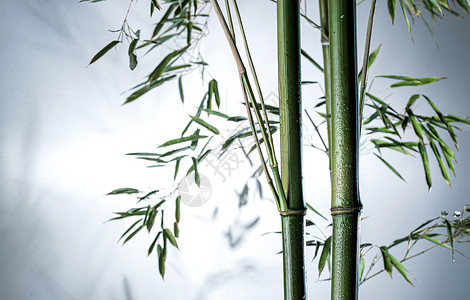 图片视觉效果环境活力雾色中的竹林图片