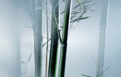 震撼视觉美景清新图片视觉效果影子雾色中的竹林背景