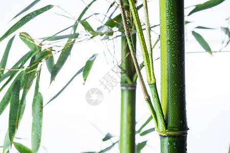 白色雨水摄影东亚意境竹子背景