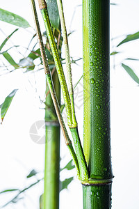 绿色环境摄影竹子图片