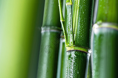 自然美雨水水珠竹子图片