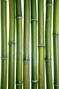 摄影竹林自然竹子背景图片