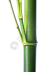 植物水滴东亚竹子图片