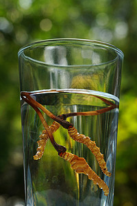 玻璃杯元素健康营养的各种中药静物背景