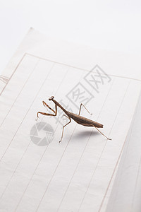 节肢动物螳螂高清图片