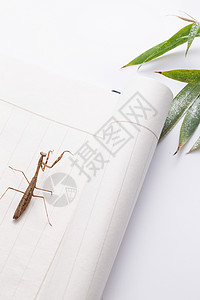 节肢动物螳螂图片