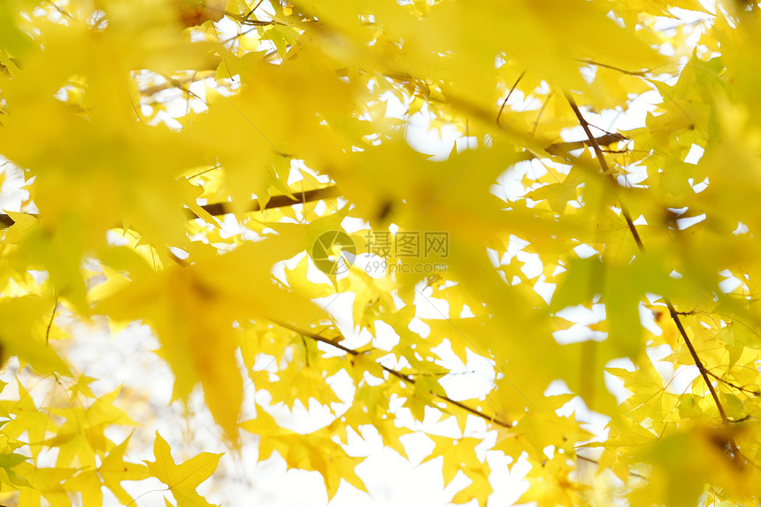 秋天黄色枫叶图片