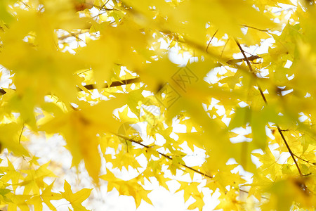 树叶繁盛秋天黄色枫叶背景