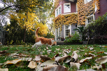 落叶小灌木玩耍休息的可爱小猫背景