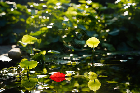 绿色漂浮叶子阳光下池塘中的荷叶和红叶背景