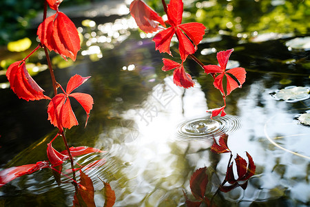 水生植物素材阳光下爬山虎垂入池塘背景