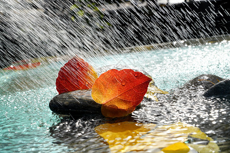 漂浮石头自然美雨水里的红叶背景