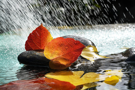 漂浮石头银杏叶黄色下雨雨水里的红叶背景