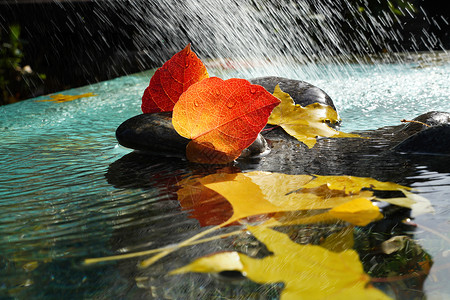 带露珠银杏叶雨水里的红叶背景