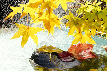 带露珠银杏叶黄色树叶倒影雨中的枫叶和落叶背景