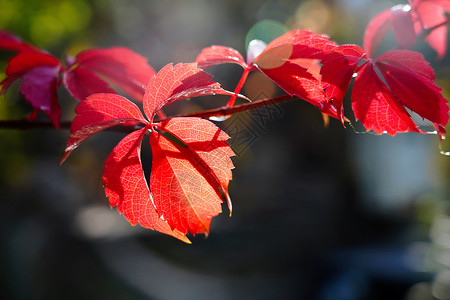 户外叶子红色爬山虎高清图片