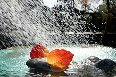 选择对焦鹅卵石东亚雨水里的红叶高清图片