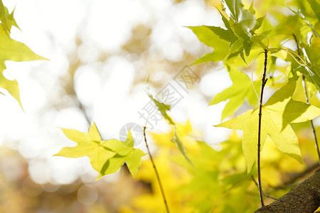 树叶繁盛自然植物秋天枫叶背景
