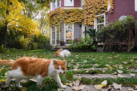 猫看前面私家花园里的猫背景