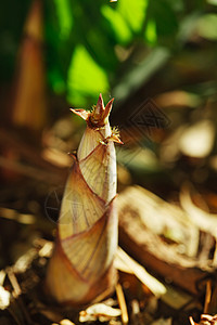 竹笋巨型亚洲螳螂高清图片
