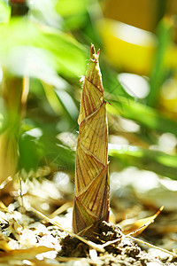 自然植物竹笋图片