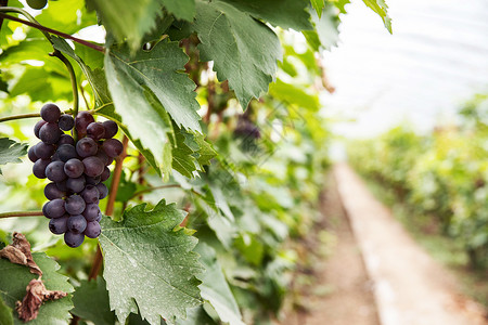 生长农业活动大棚里的葡萄背景