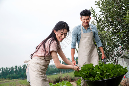 绿油油田地图片生食彩色图片田地东方夫妇采摘蔬菜背景