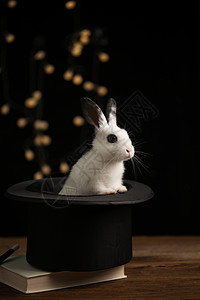 动物与书素材节日垂直构图礼帽可爱的小兔子背景